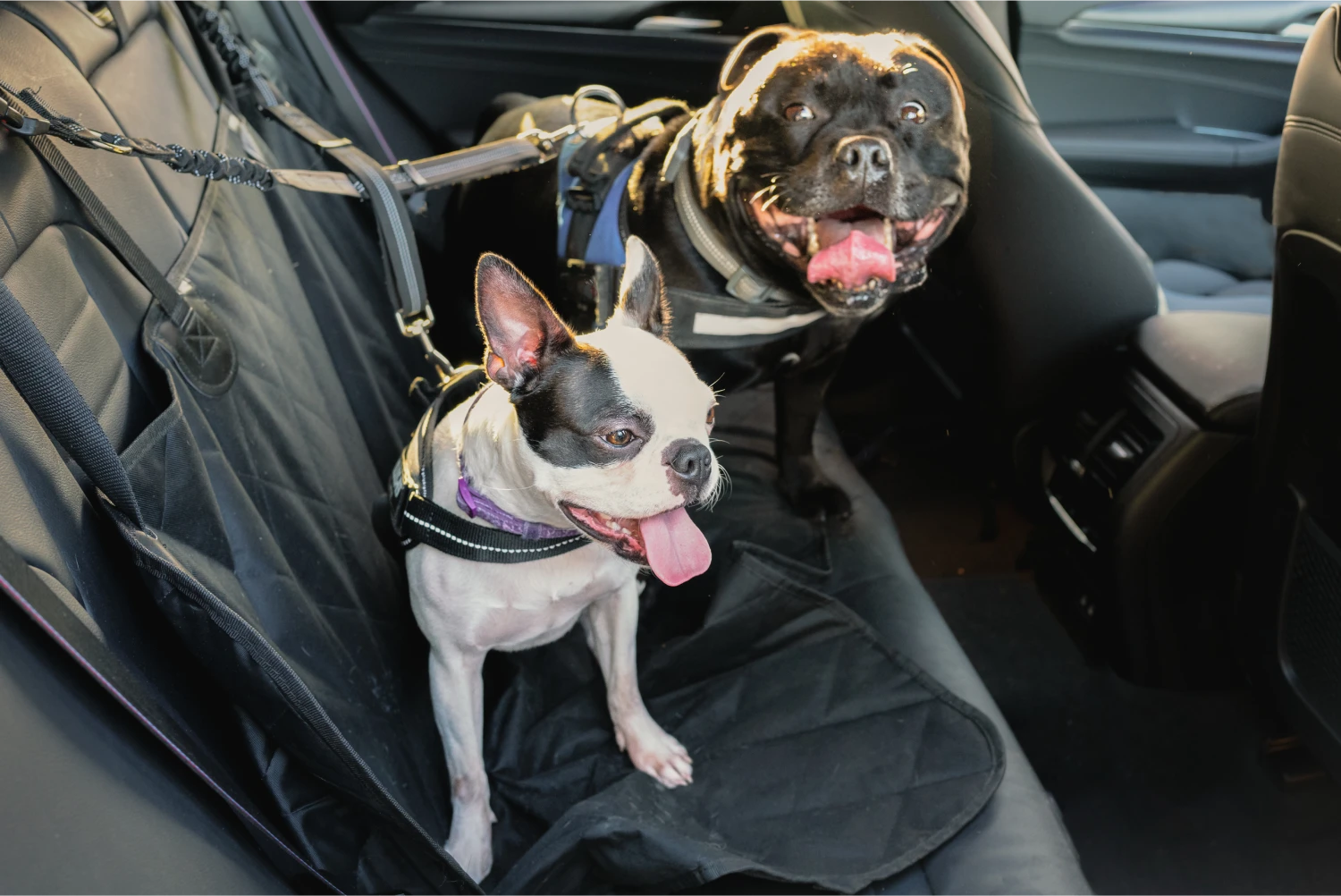 Mercedes-Benz GLC Dog Car Seat Belt for Bloodhounds
