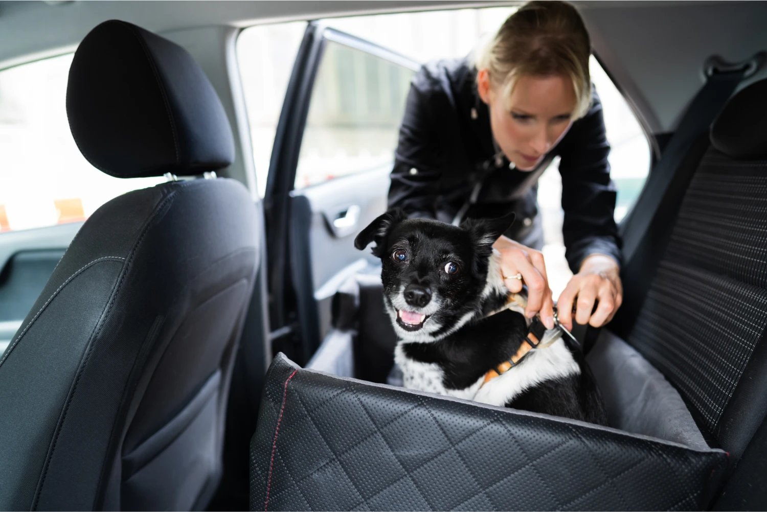 Alaskan Malamutes Dog Car Seat Belt for Kia Forte