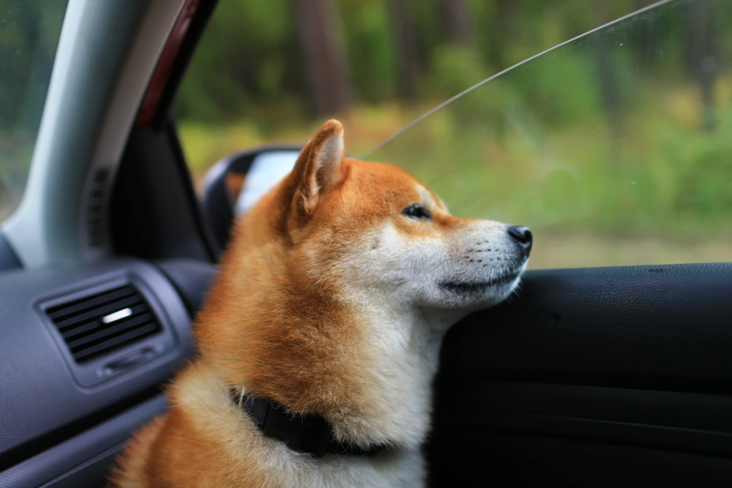 Acura MDX Dog Safety Belt for Shiba Inu