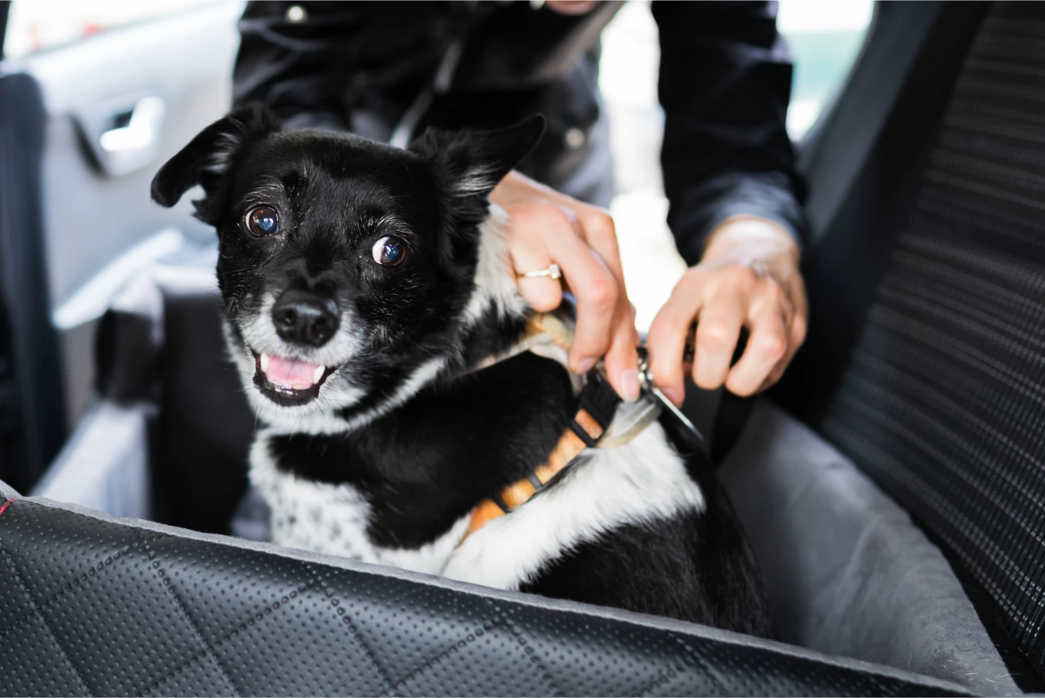 Alaskan Malamutes Dog Car Seat Belt for Kia Forte